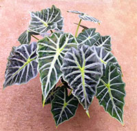 Alocasia Mandalay - Miniature Polly

Click to see full-size image