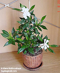 Gardenia radicans - Dwarf Gardenia 