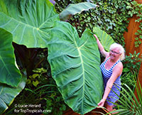 Colocasia Thailand Giant - Taro Root, Mafafa

Click to see full-size image