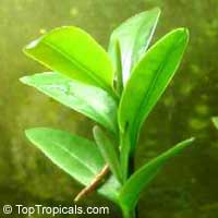 Avicennia germinans, Black Mangrove