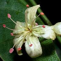 Harpullia arborea, Harpullia pendula
