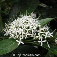 Ixora ebracteata, White Ixora
