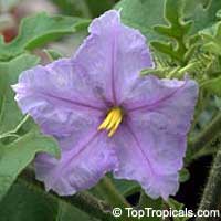 Solanum macranthum, Solanum wrightii, Giant Potato Tree
