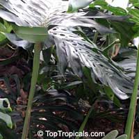 Monstera deliciosa, Philodendron pertusum, Swiss Cheese Plant, Fruit Salad Plant, Ceriman