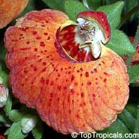 Calceolaria herbeohybrida, Pouch flower, Slipper flower, Slipperwort, Pocket book flower
