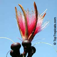 Pseudobombax ellipticum, Pseudobombax grandiflorum, Pink Shaving Brush Tree