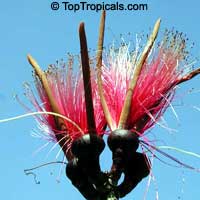 Pseudobombax ellipticum, Pseudobombax grandiflorum, Pink Shaving Brush Tree