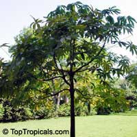 Bombax glabrum, Pachira aquatica, French Peanut, Malabar Chesnut, Guiana Chestnut, Provision Tree Bombax glabrum, Pachira aquatica, French Peanut, Malabar Chesnut, Guiana Chestnut, Provision Tree