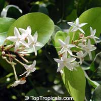 Carissa carandas, Carissa congesta, Karanda