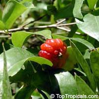 Eugenia uniflora, Eugenia michelii, Surinam Cherry, Pitanga, Brazilian Cherry