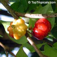 Eugenia uniflora, Eugenia michelii, Surinam Cherry, Pitanga, Brazilian Cherry