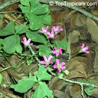 Oxalis sp., Shamrock, Wood Sorrel