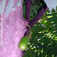 Averrhoa bilimbi, Bilimbi, Cucumber tree, Tree Sorrel, Kamias, belimbing asam, belimbing buloh