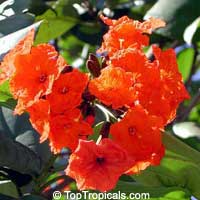 Cordia sebestena, Geiger Tree, Scarlet Cordia, Aloe Wood Cordia sebestena, Geiger Tree, Scarlet Cordia, Aloe Wood