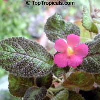 Episcia cupreata, Flame Violet