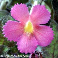 Episcia cupreata, Flame Violet