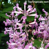 Plectranthus ecklonii, African flower Plectranthus ecklonii, African flower