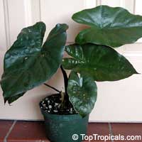 Alocasia sp., Alocasia, Taro