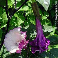 Datura metel, Purple Horn-of-Plenty, Jimpson Weed, Devils Weed