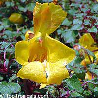 Impatiens repens, Balsam, Busy Lizzie