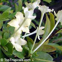 Brunfelsia americana, Lady of the night
