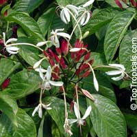 Clerodendrum minahasse - Fountain Clerodendrum

Click to see full-size image