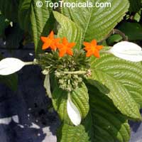Mussaenda frondosa, Schizomussaenda Mussaenda frondosa, Schizomussaenda