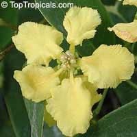 Mascagnia macroptera, Butterfly pea vine, Yellow Orchid vine, Gallinita