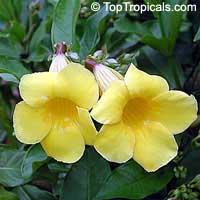 Allamanda cathartica - Yellow Allamanda Bush

Click to see full-size image