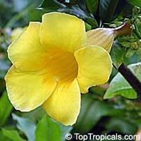 Allamanda cathartica, Allamanda nerifolia, Golden Trumpet Shrub Allamanda cathartica, Allamanda nerifolia, Golden Trumpet Shrub