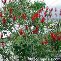 Erythrina humeana, Coral bean, Dwarf coral tree