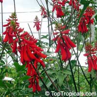 Erythrina humeana, Coral bean, Dwarf coral tree