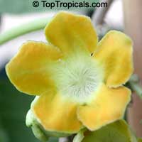 Telosma cordata, Telosma minor, Pakalana vine, Tonkin Jasmine, Cowslip Creeper, Telosoma
