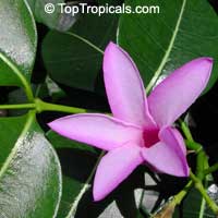 Cryptostegia grandiflora, Rubber vine, Purple Allamanda