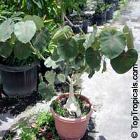 Ficus petiolaris, Rock Fig, Rock Ficus, Texcalamate, Lava Fig