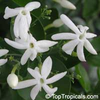 Jasminum molle, Jasminum auriculatum, Jasminum Molle, Indian Jui
