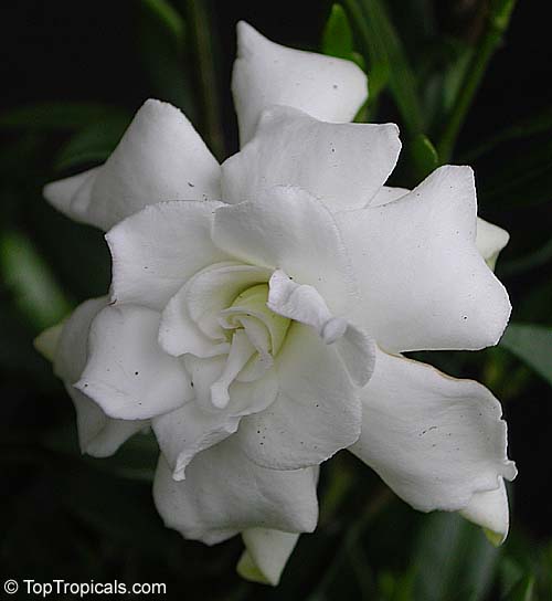 bunga gardenia