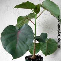 Ficus petiolaris, Rock Fig, Rock Ficus, Texcalamate, Lava Fig