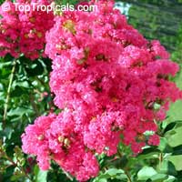 Lagerstroemia indica