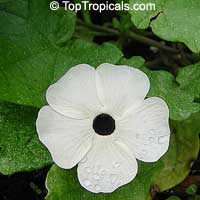 Thunbergia alata, Black eye Susan
