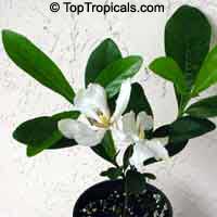 Gardenia vietnamensis, Vietnamese Gardenia Gardenia vietnamensis, Vietnamese Gardenia