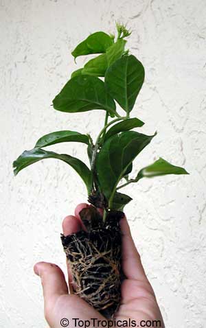 The smallest size at least 6" tall with a well-developed root system: