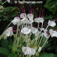 Clerodendrum incisum Macrosiphon, Musical Note, Morning Kiss, Clerodendron, Witches Tongue Clerodendrum incisum Macrosiphon, Musical Note, Morning Kiss, Clerodendron, Witches Tongue