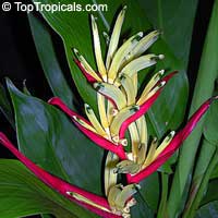 Heliconia psittacorum - Lady Di

Click to see full-size image