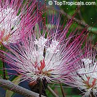 Calliandra schultzii 