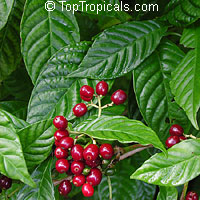 Psychotria nervosa, Psychotria lanceolata, Psychotria nervosa var. lanceolata,Psychotria portoricensis, Psychotria undata, Wild coffee, Seminole balsamo