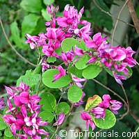 Lespedeza bicolor, Indigo Pea