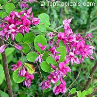 Lespedeza bicolor, Indigo Pea