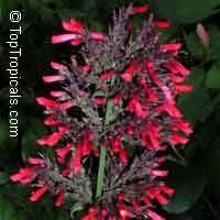 Russelia sarmentosa, Leafy Coral Blow