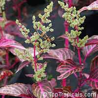 Iresine sp., Beefsteak Plant, Chicken Gizzard, Blood Leaf